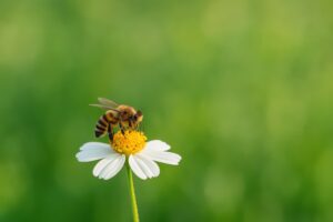 花の蜜を吸うミツバチのクローズアップ