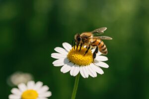 ミツバチが花粉を集める春の風景