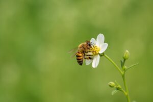 白い花にとまるミツバチの横顔