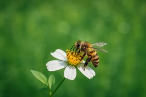 花に夢中な蜜蜂のマクロ写真