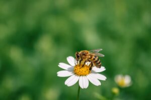 花にとまるミツバチと緑の背景