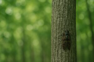 木の幹にとまるアブラゼミのクローズアップ