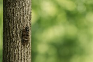 木にとまる一匹のセミと緑の背景