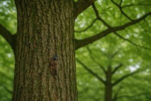 大きな木の幹に静かにとまるセミ