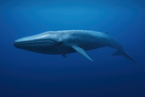 海中を泳ぐシロナガスクジラ