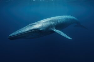 光の差す海中を進むシロナガスクジラ