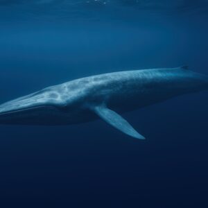 深い海を泳ぐシロナガスクジラ
