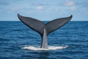 水面に現れたクジラの尾びれ