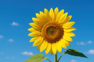 快晴の青空と元気に咲くひまわり