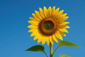 夏空に咲く明るいひまわり