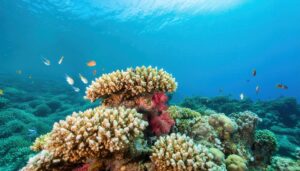 カラフルなサンゴ礁と熱帯魚