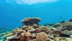 サンゴ礁の広がる海底風景