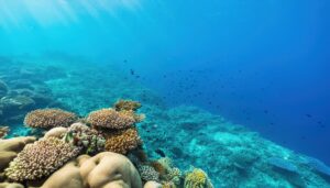 太陽光が差し込む美しいサンゴ礁の風景