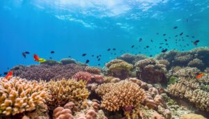 太陽光が差し込む美しいサンゴ礁の風景