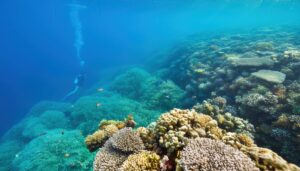 太陽光が差し込む美しいサンゴ礁の風景