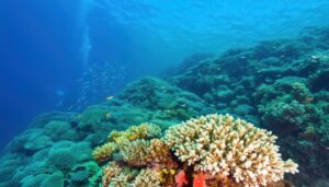 太陽光が差し込む美しいサンゴ礁の風景