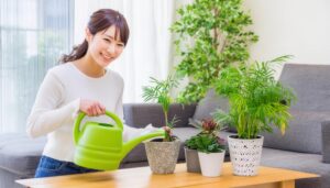 観葉植物に水をやる女性