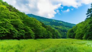 森と草原の風景