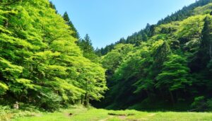 新緑の森と草原