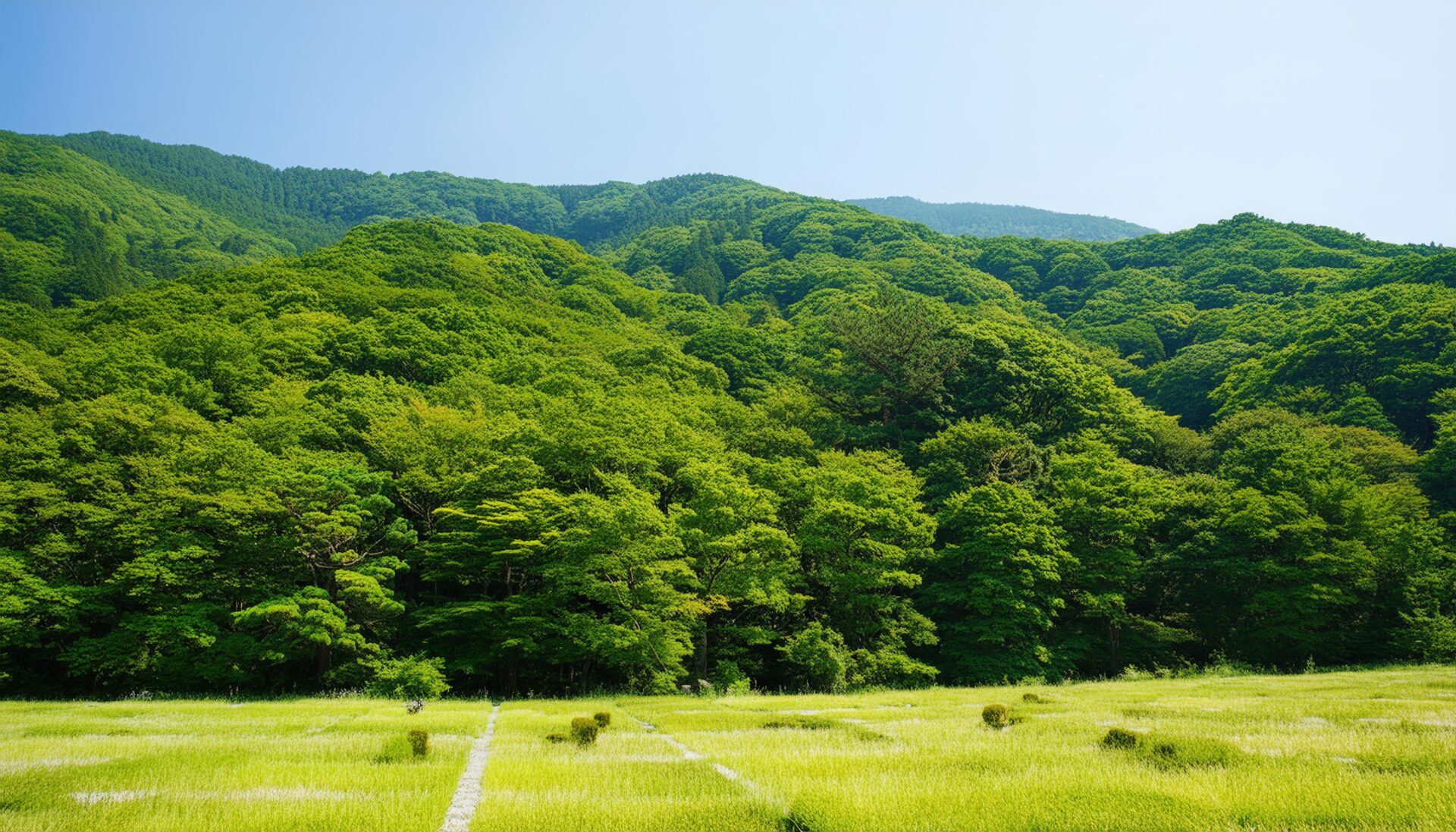 緑に囲まれた草原