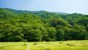 緑に囲まれた草原