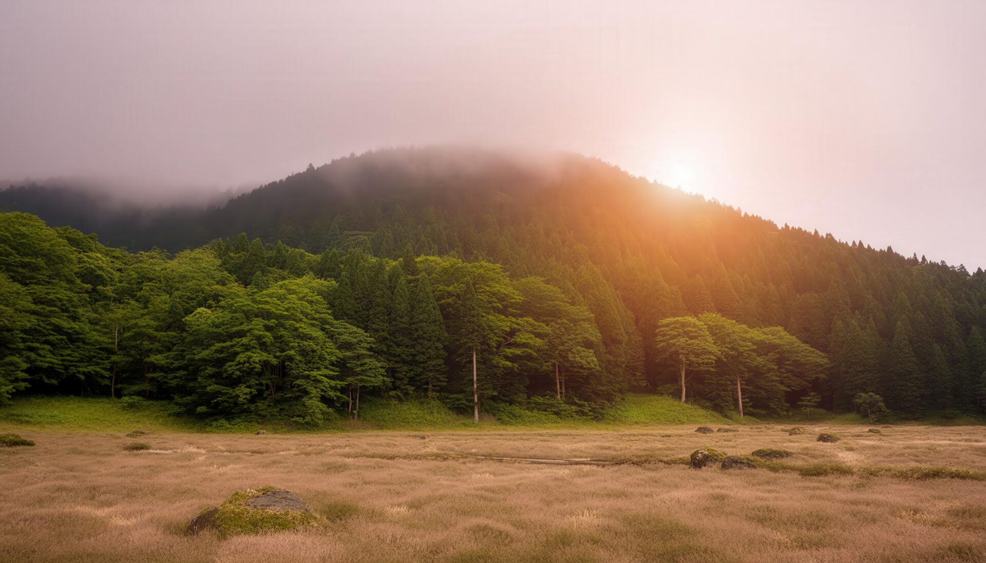 朝霧と森の草原