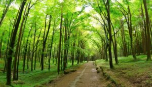 緑に包まれた森の道