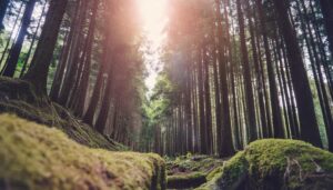 柔らかな光の森