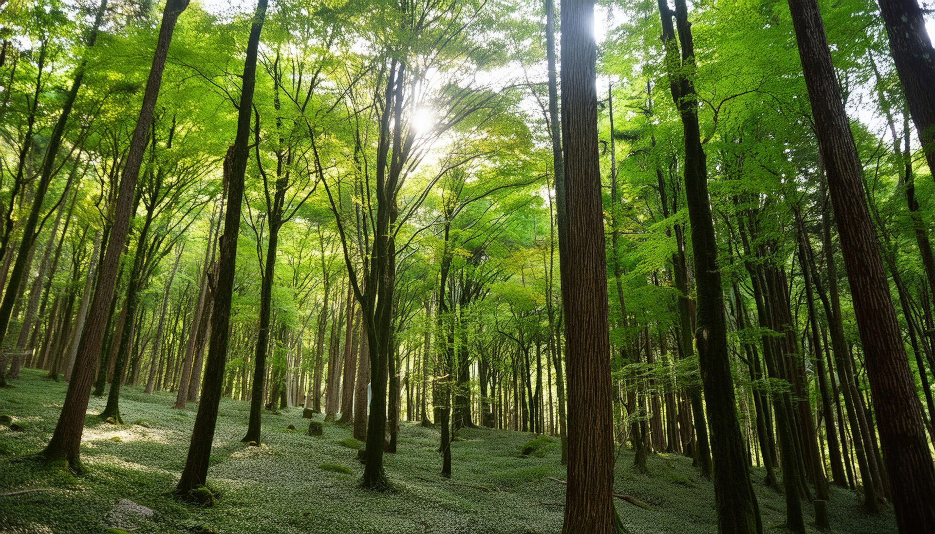 新緑の森林風景