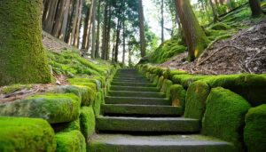 苔と石の階段