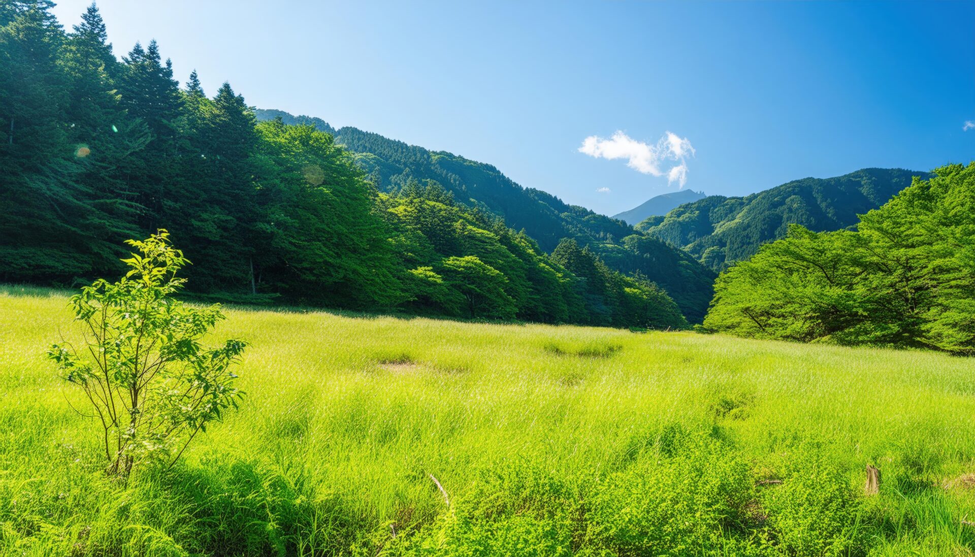 緑の草原と山