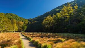 秋の草原と山道