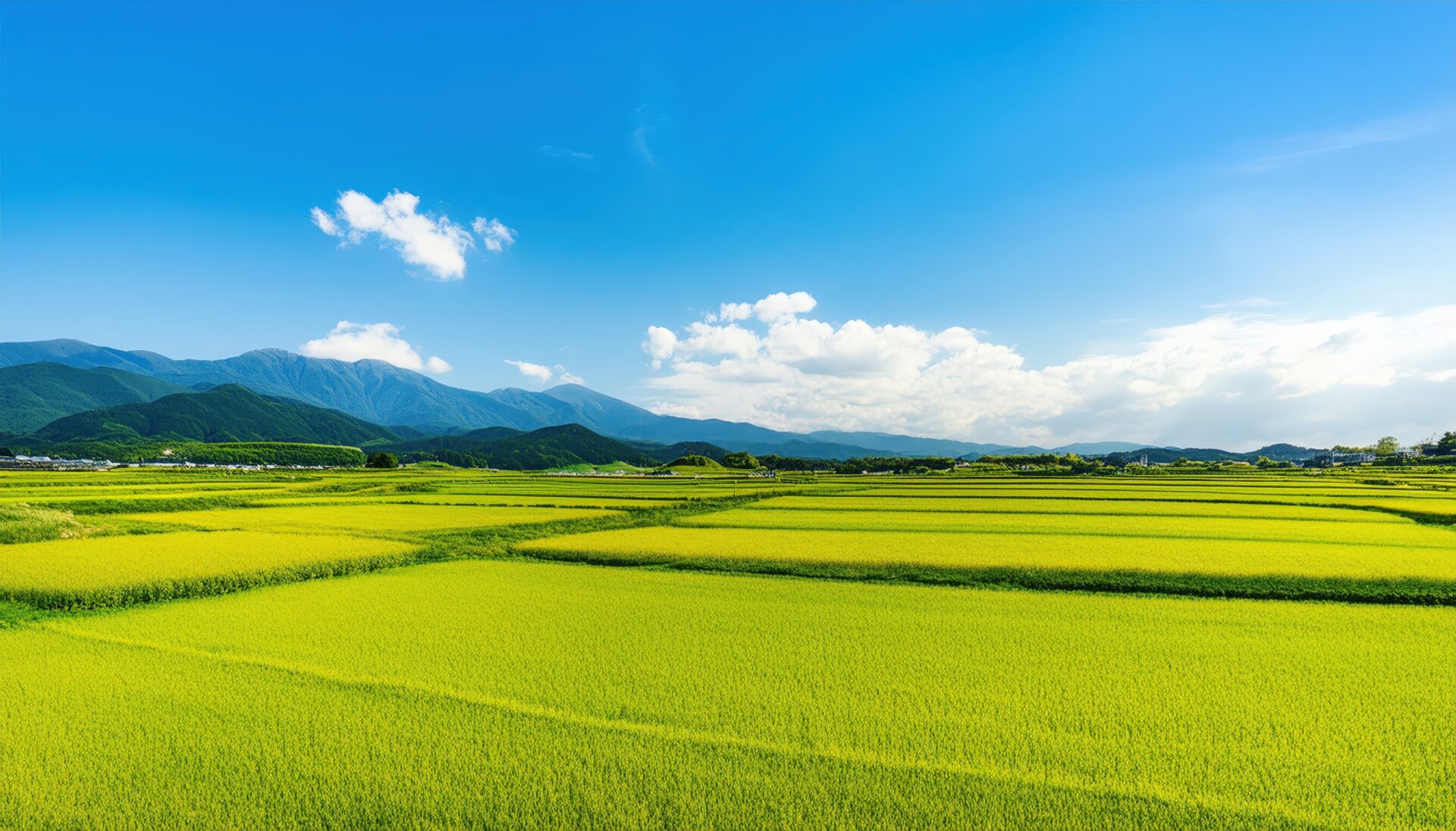 黄金色の田園風景