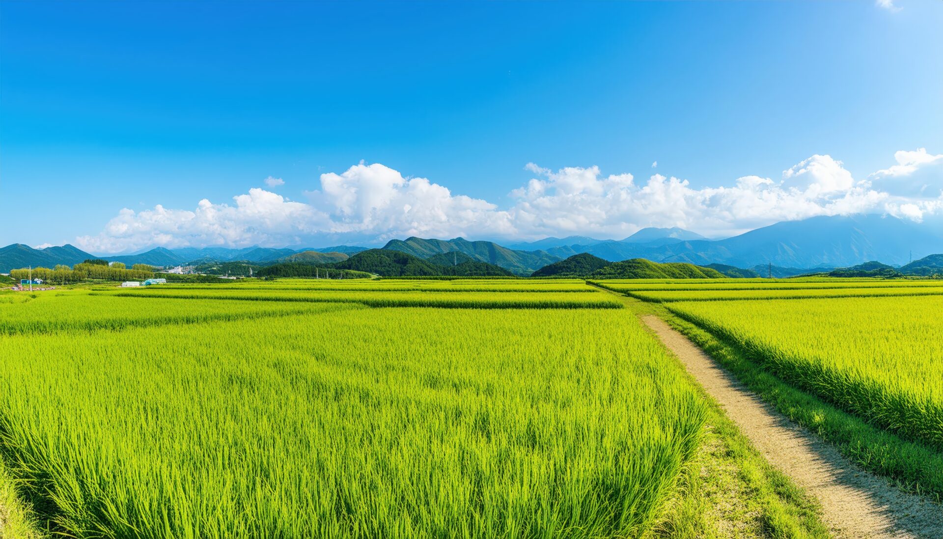 田園と農道