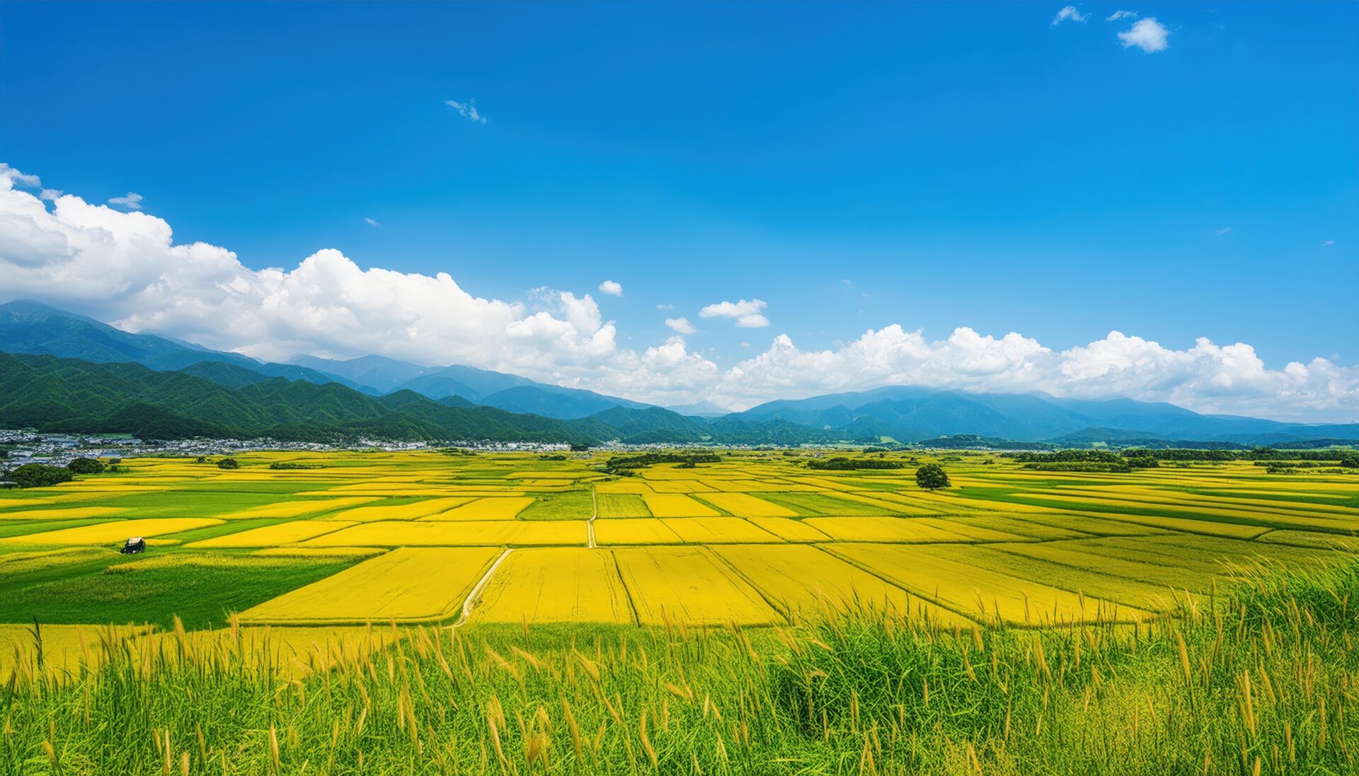 黄金色の田園地帯