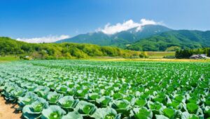 キャベツ畑と山