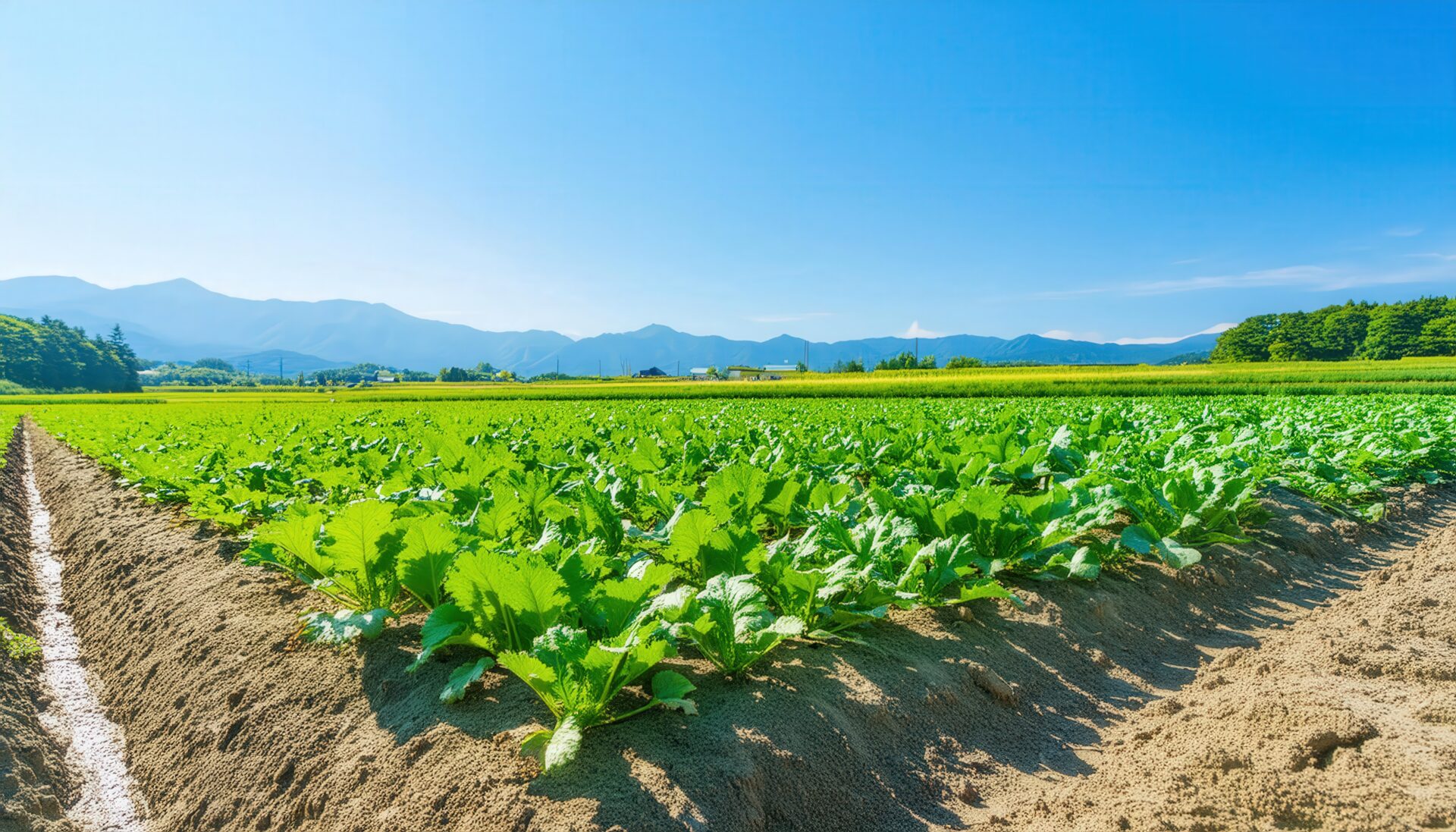 畑と青空の広がり