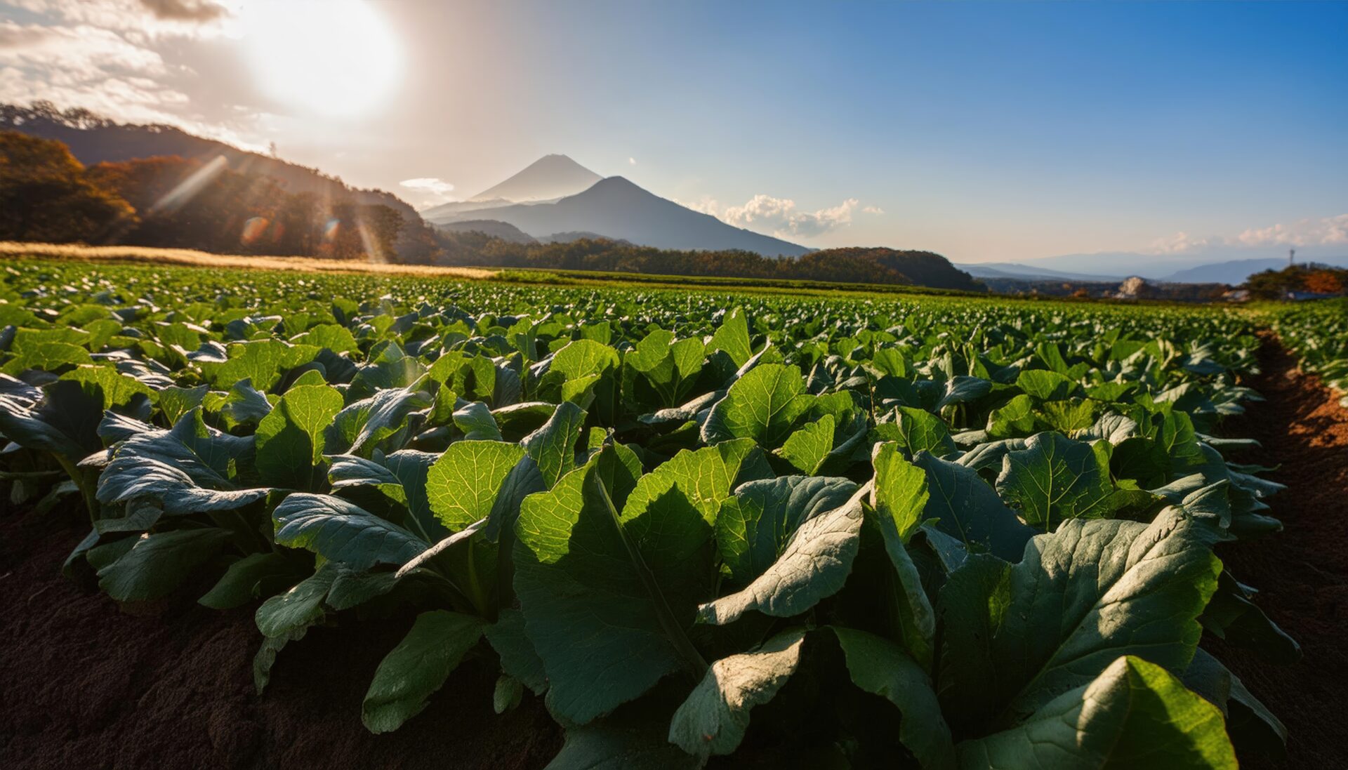 夕日を浴びる野菜畑