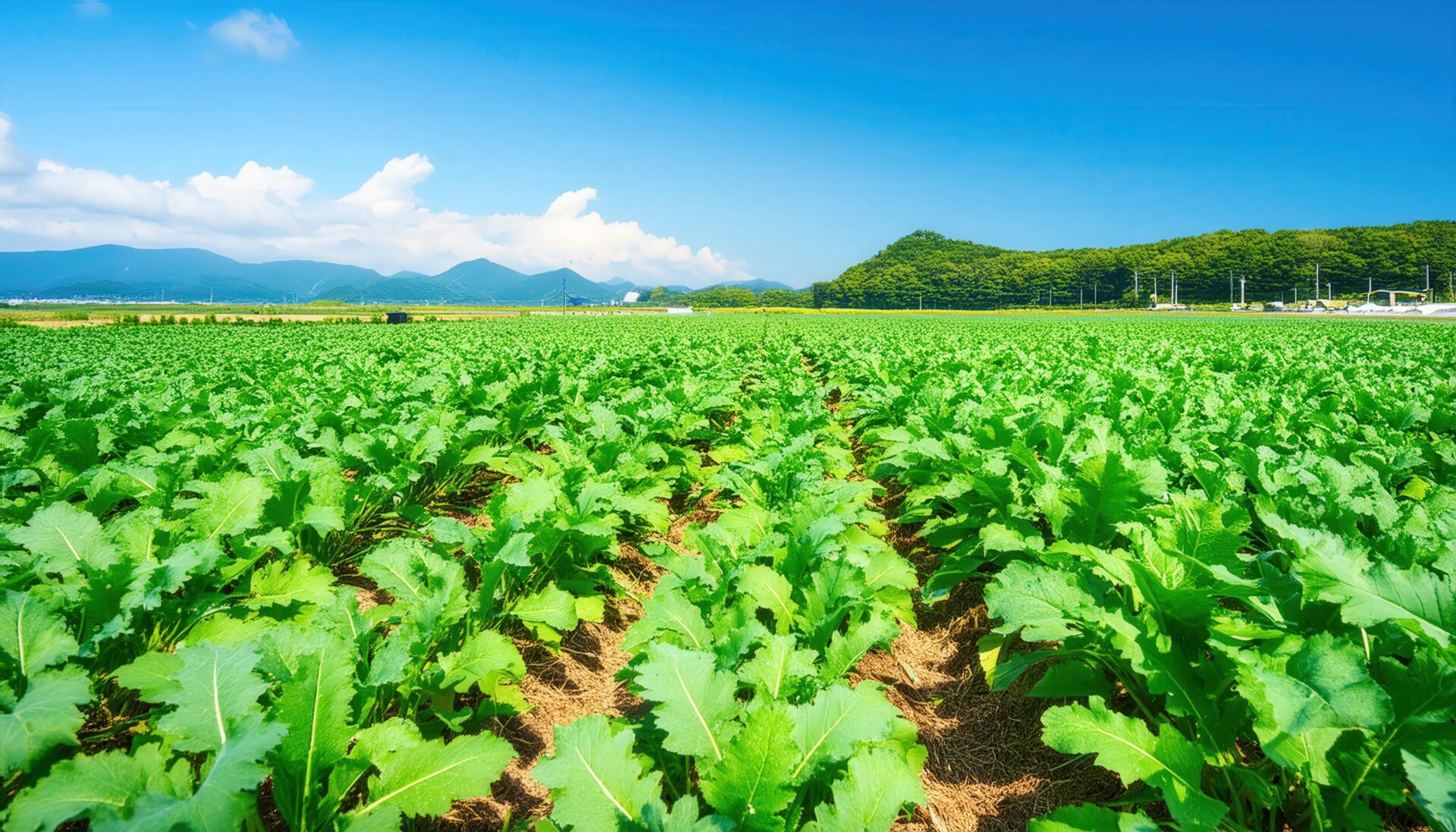 大根畑と青空