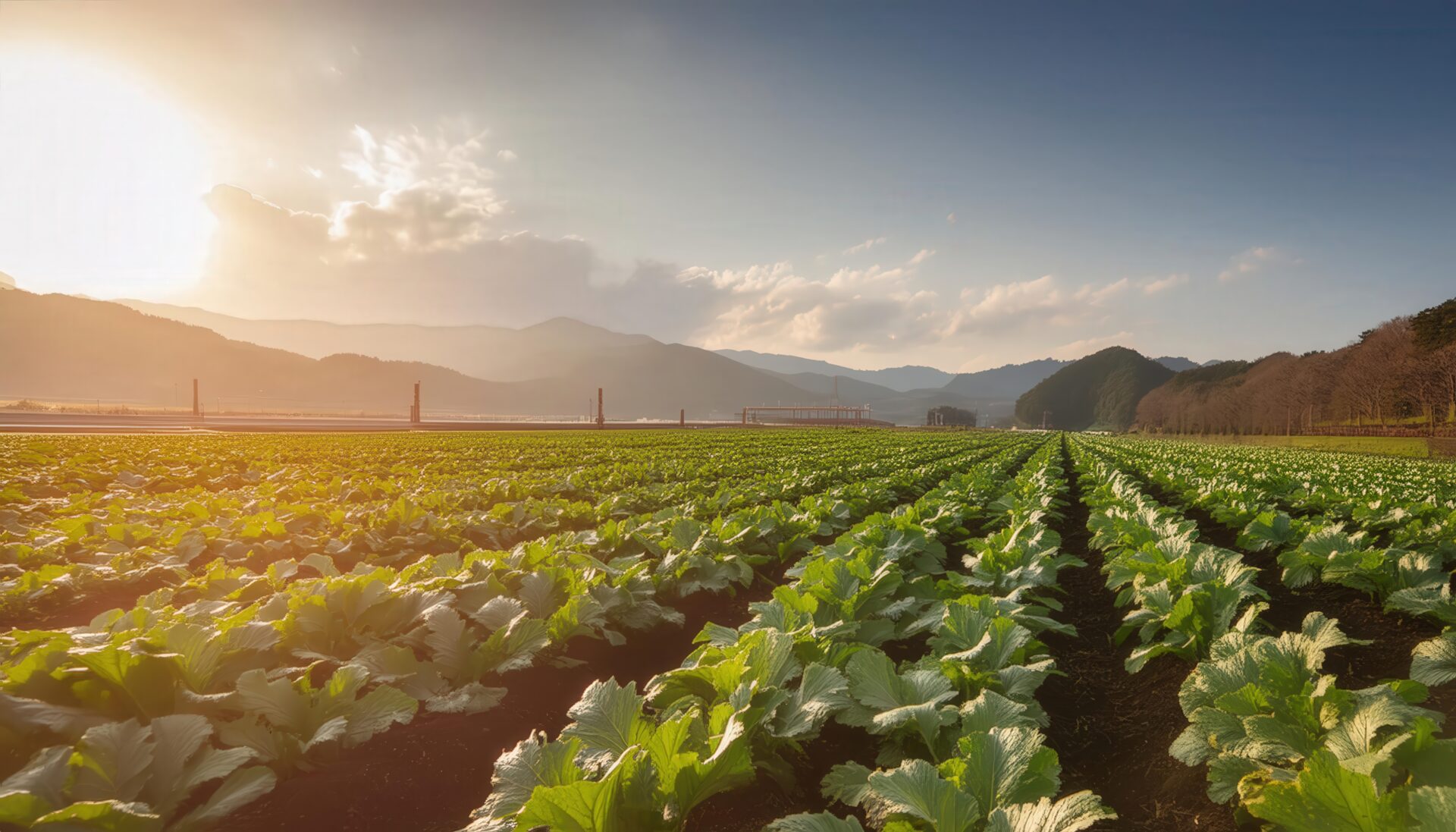 夕暮れの野菜畑