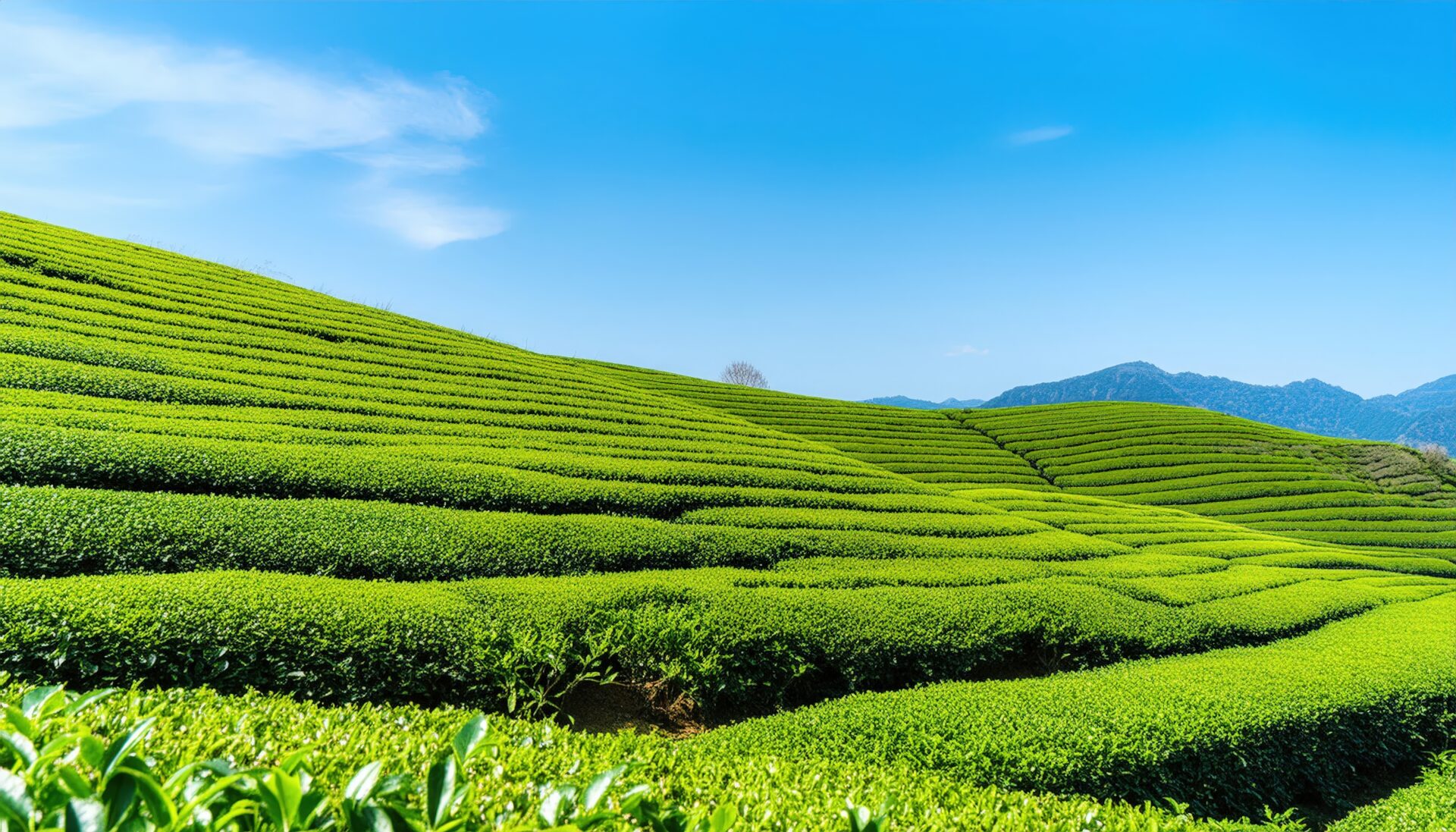 茶畑の風景