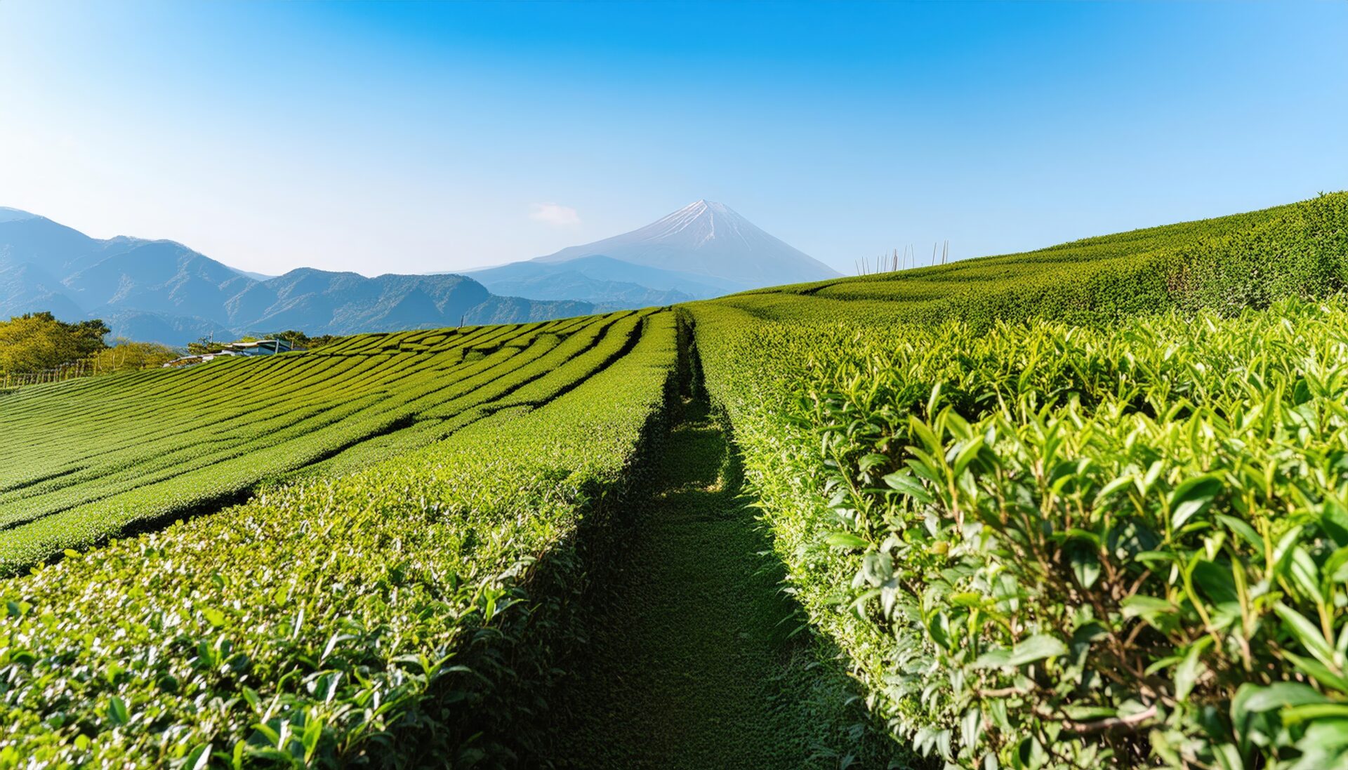 富士山と茶畑