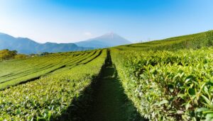 富士山と茶畑