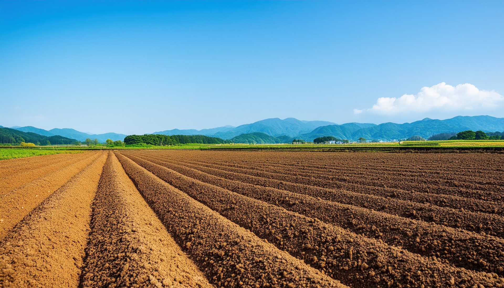 畝のある畑と青空