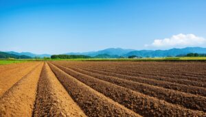 畝のある畑と青空