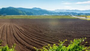 道路沿いの畑