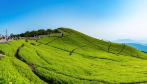 緑の丘陵と観光客