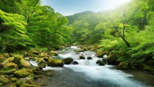 森林の渓流と苔石