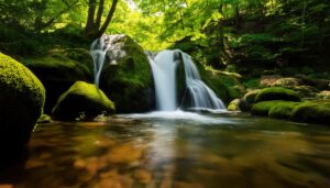 静かな森の滝と清流