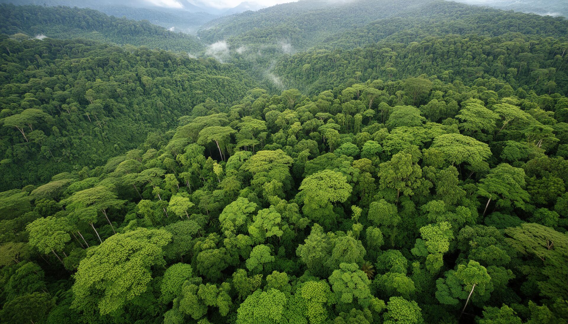ジャングルの密林